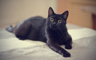 6 Fascinating Facts About Black Cats