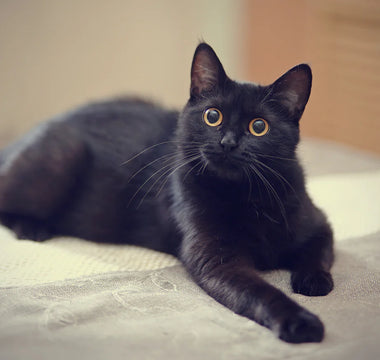 6 Fascinating Facts About Black Cats