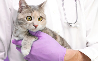 All About Urinary Tract Infections (UTIs) in Cats and Dogs