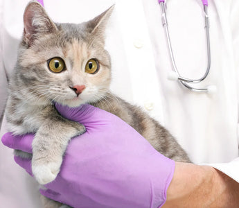 All About Urinary Tract Infections (UTIs) in Cats and Dogs