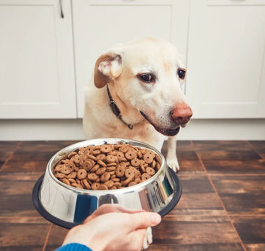 Is Your Pet Not Eating Their Food? Find Pet Food They Love